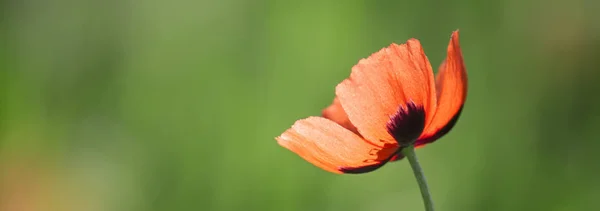 Slunečné Jarní Nebo Letní Krajina Kvetoucí Scarlet Máku Proti Zelené — Stock fotografie