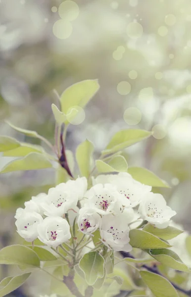 Virágzás Körte Színes Virágok Természetes Tavaszi Háttér Elmosódott Kép Másol — Stock Fotó