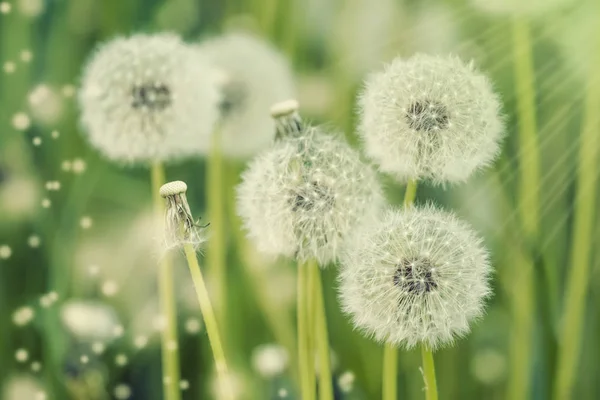 Ljusa Våren Naturliga Bakgrund Med Blommande Fluffiga Maskrosor Utanför Naturen — Stockfoto