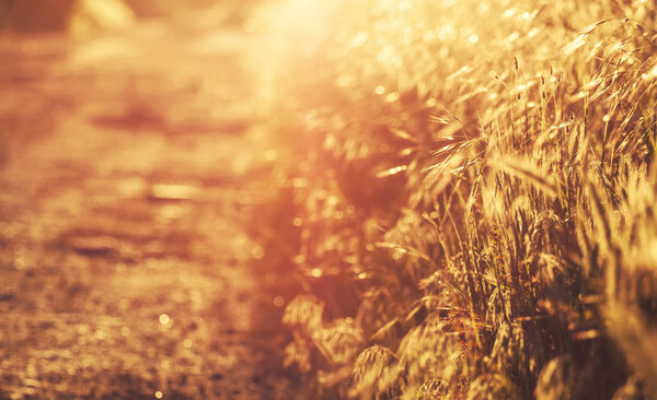 Summer background, landscape at sunset, grass in backlight, blurred image with the effect of motion, shallow depth of field