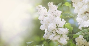 Parlak bahar doğal beyaz leylak arka plan, Doğa, yumuşak odak, kısmen bulanık görüntü dışında