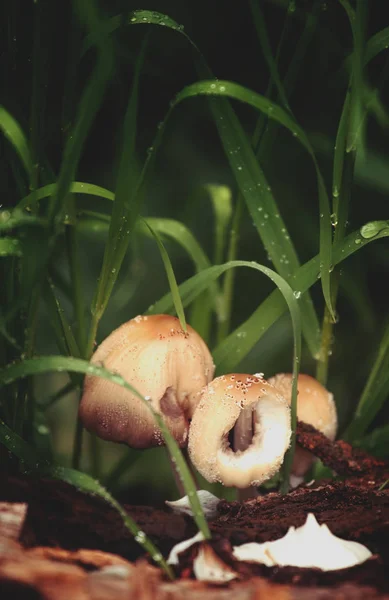 Lente Achtergrond Met Paddestoelen Het Gras Regen Met Druppels Dauw — Stockfoto