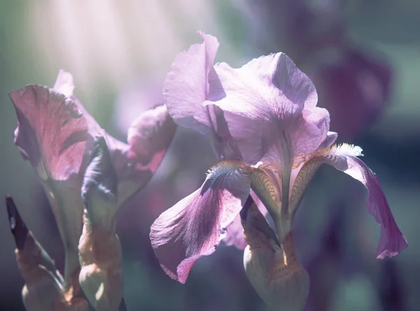 Beautiful Spring Summer Natural Background Blooming Irises Space Text Blurred — Stock Photo, Image