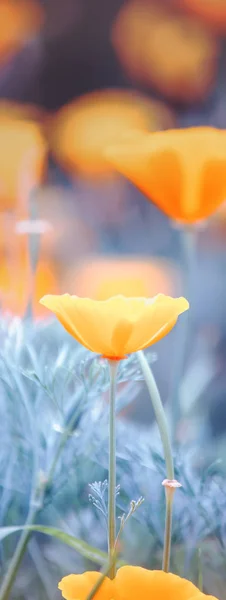 Slunečné Jarní Nebo Letní Bledě Modrá Krajina Oranžovými Květy Rozmazaný — Stock fotografie