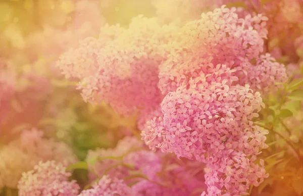 Heller Frühling Natürlicher Fliederfarbener Hintergrund Außerhalb Der Natur Weicher Fokus — Stockfoto