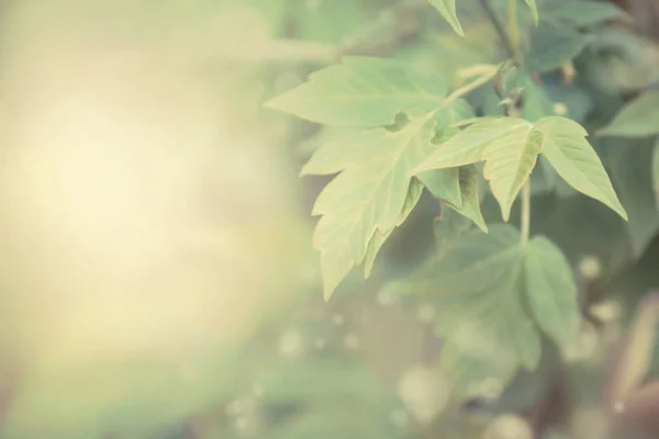 自然的春天或夏天模糊的背景与绿叶 复制空间 抽象的图像 — 图库照片