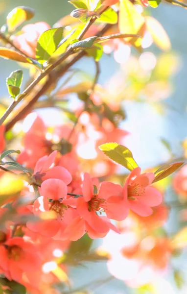 Fantastische Lente Zomer Natuurlijke Roze Achtergrond Met Bloeiende Japanse Kweepeer — Stockfoto
