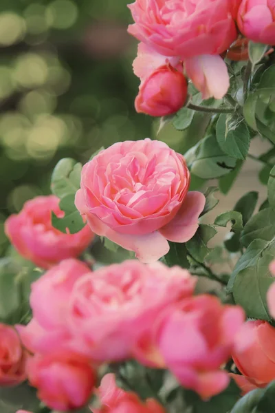 Belo Verão Floral Primavera Fundo Natural Com Rosas Rosa Flor — Fotografia de Stock