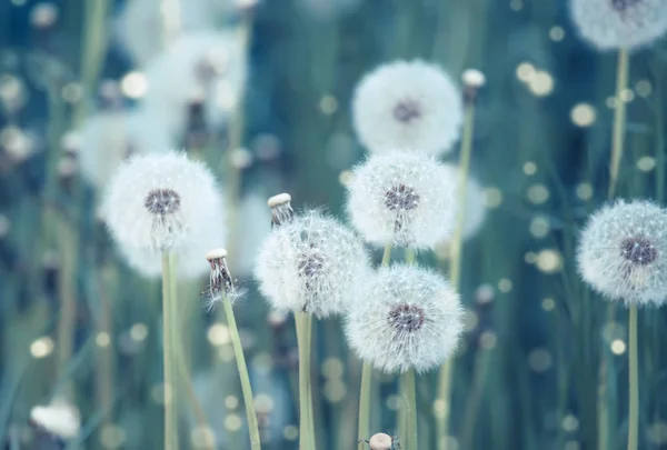 Bright Spring Natural Background Blooming Fluffy Dandelions Nature Soft Focus — Stock Photo, Image