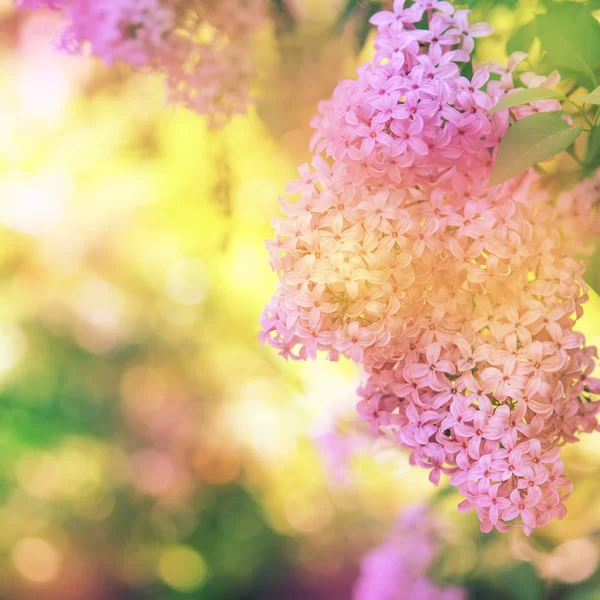 Bright Spring Natural Lilac Background Nature Soft Focus Partially Blurred — Stock Photo, Image