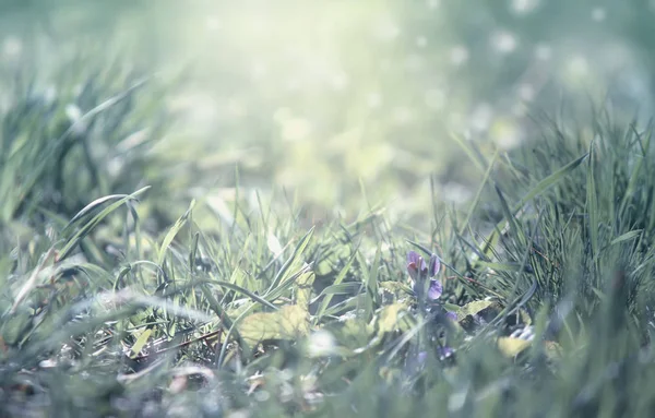 春天来了 浅蓝色的边框背景与草和紫罗兰花 模糊的图像与地方的文字 — 图库照片