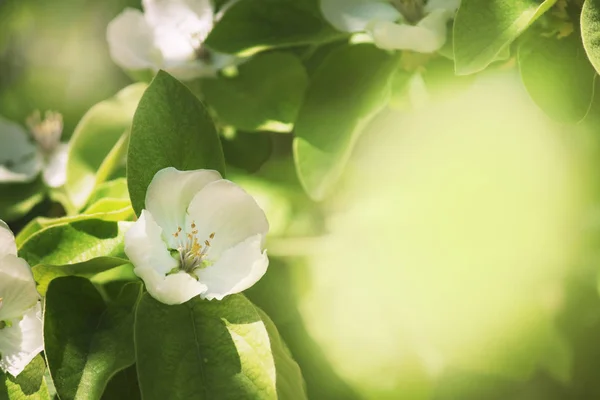 Beautiful Blooming Apple Trees Spring Natural Background Fabulous Bokeh Effect — Stock Photo, Image