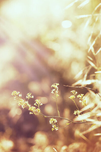 Abstract natural background with green summer grass, backlit, blurred image, shallow depth of field