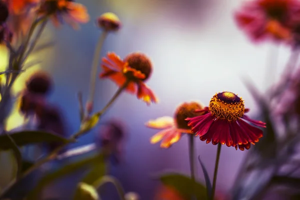 红色黄色花在蓝色紫色自然夏天背景 模糊的图像 复制空间 选择性聚焦 — 图库照片