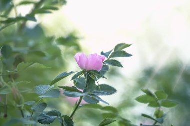 Yabani gül, bulanık görüntü, sığ derinlik-in tarla pembe çiçekli bahar yeşil doğal arka plan