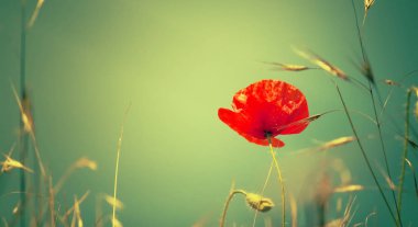 Güneşli bahar ya da yaz manzara mavi gökyüzü, seçici odak çiçek scarlet poppy ile