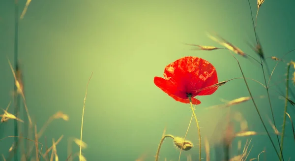 Slunečné Jarní Nebo Letní Krajina Kvetoucí Scarlet Máku Proti Modré — Stock fotografie