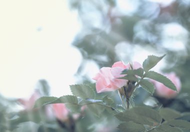 Yabani gül, bulanık görüntü, sığ derinlik-in tarla pembe çiçekli bahar yeşil doğal arka plan