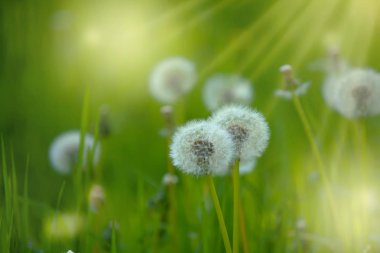 Parlak bahar doğal arka plan doğa, yumuşak odak, kısmen bulanık görüntü dışında çiçeklenme kabarık dandelions ile