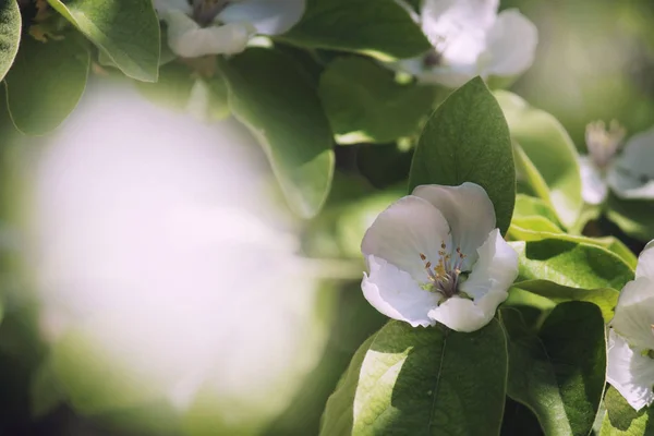 Beautiful Blooming Apple Trees Spring Natural Background Fabulous Bokeh Effect — Stock Photo, Image