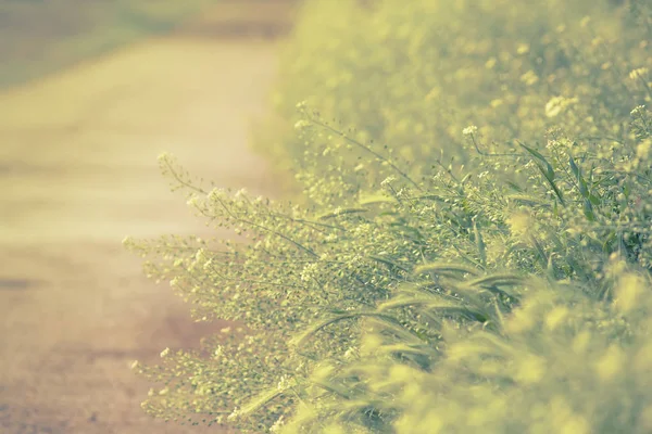 Обезжиренный Весенний Естественный Зеленый Фон Травинкой Размытое Изображение — стоковое фото