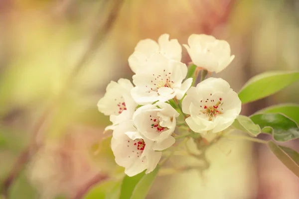 Blühende Birne Bunte Blumen Natürlicher Frühlingshintergrund Verschwommenes Bild Kopierraum Selektiver — Stockfoto