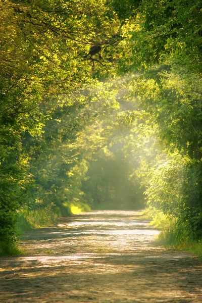 Сонячний Весняний Або Літній Пейзаж Зеленому Парку Блоковою Дорогою Вибірковий — стокове фото