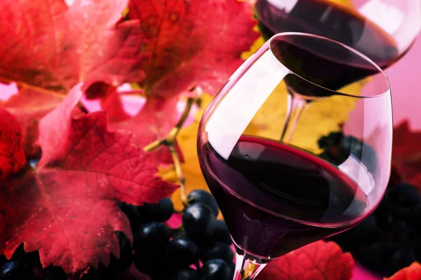 Sweet portuguese red wine in large glasses, autumn still life with red and yellow leaves on pink background, selective focus