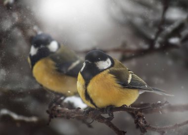 Kış zemin üzerine sarı baştankara. Yakın çekim. Tanınmayan yer. Seçici odak