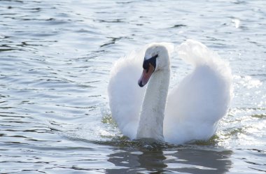 Beyaz kuğu kanatları parlak parlak lake karşı yayılır. Yakın çekim. Tanınmayan yer. Seçici odak
