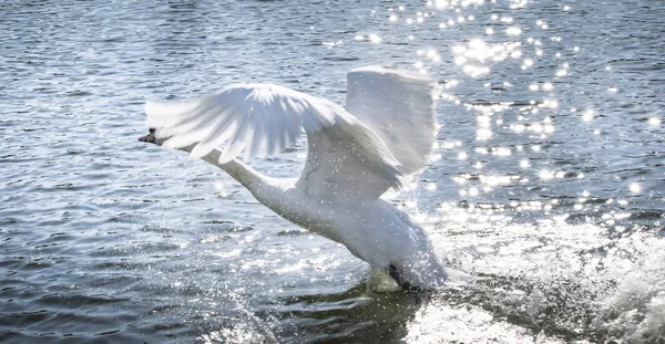 Cygne Blanc Déploie Des Ailes Contre Lac Brillant Brillant Gros — Photo