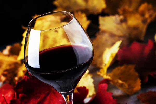 Dry red wine in large glass, autumn still life with red and yellow leaves on gray background, wine tasting, selective focus