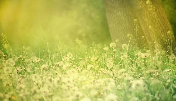 Parlak Bahar Doğal Arka Plan Ile Çiçeklenme Kabarık Dandelions Dış — Stok fotoğraf