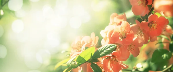 Fantástico Fondo Rosa Natural Primavera Verano Con Membrillo Japonés Flor —  Fotos de Stock