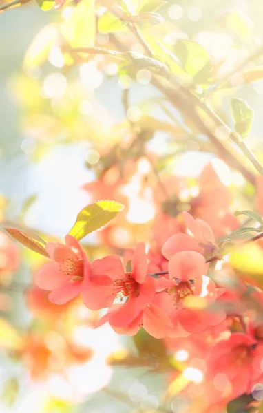 Fantastický Jarní Nebo Letní Přírodní Růžové Pozadí Kvetoucí Japonská Kdoule — Stock fotografie