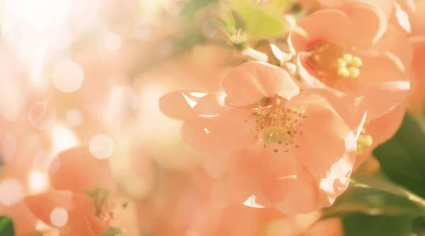 咲くボケ テキストのための場所とピンクの背景がボケ味を持つサンゴ引き締まったイメージをぼやけている幻想的な春や夏の自然 — ストック写真