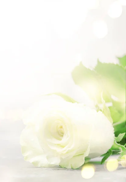 Bílá Růže Bokeh Světlém Pozadí Starodávná Imitace Pohlednice Kopírovací Prostor — Stock fotografie