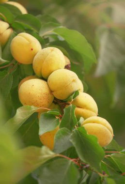 Ağaç dalındaki kayısılar, yaz meyve hasadı, doğal arka plan, seçici odak