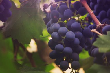 Blue grapes on the vine, wine variety in the vineyard, summer natural background, selective focus clipart