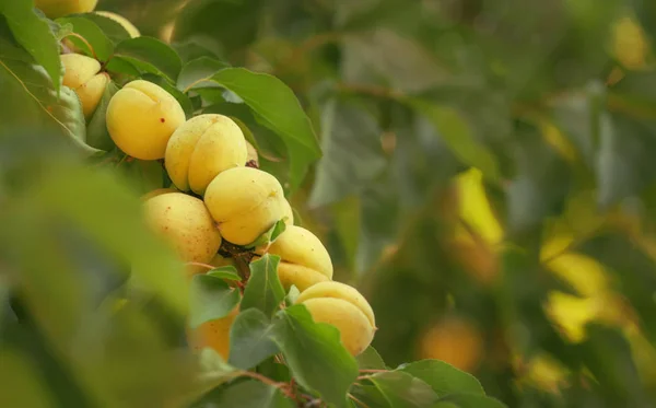 Albicocche Ramo Albero Raccolta Dei Frutti Estivi Sfondo Naturale Attenzione — Foto Stock