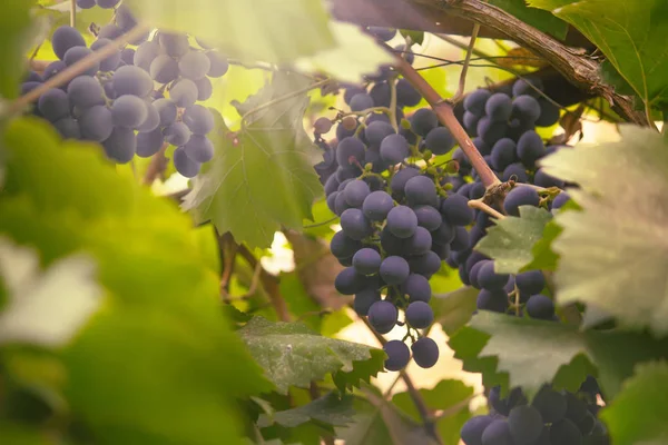 Cépages Bleus Sur Vigne Cépage Dans Vignoble Fond Naturel Estival — Photo