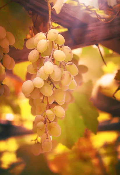 Gröna Druvor Vinstocken Vitt Vin Sort Vingården Sommar Naturlig Bakgrund — Stockfoto