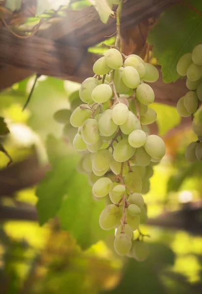 Groene Druiven Wijnstok Witte Wijn Variëteit Wijngaard Zomer Natuurlijke Achtergrond — Stockfoto