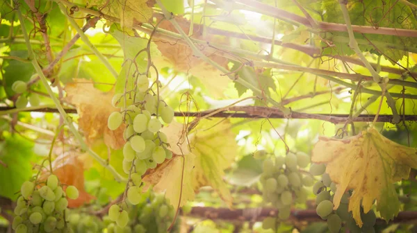 Green Grapes Vine White Wine Variety Vineyard Summer Natural Background — Stock Photo, Image