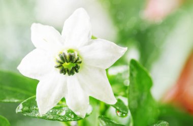 Yağmurda su damlaları ile küçük beyaz çiçek, makro çekim, metin için alan