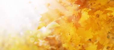 Turuncu akçaağaç yaprakları ile Sonbahar doğal arka plan, sonbahar parlak manzara, afiş, metin için yer