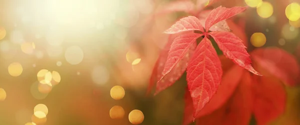 Autumn Natural Background Red Yellow Leaves Fall Bright Landscape Banner — Stock Photo, Image