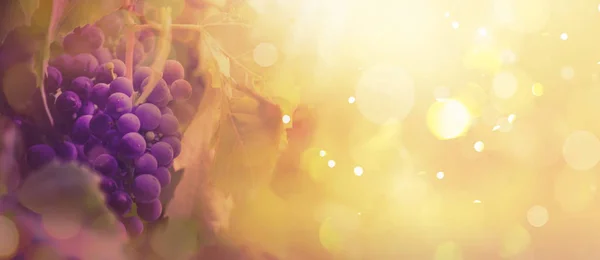 Blue Grapes Vine Wine Variety Vineyard Autumn Natural Background Banner — Stock Photo, Image
