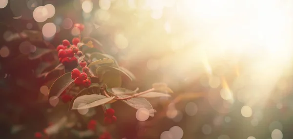 赤いベリーと濃い緑の葉 秋の風景 ヴィンテージフィルター テキストのための場所と秋の自然の背景 — ストック写真