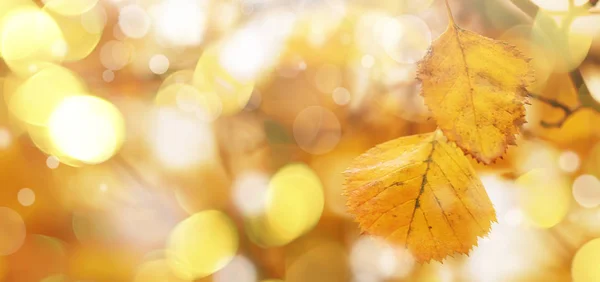 Autumn Natural Background Yellow Leaves Fall Bright Landscape Banner Place — Stock Photo, Image